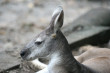 Kangaroo Photo