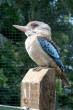Kookaburra Photo