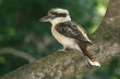 Kookaburra Photo