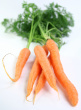 Carrots Photo
