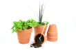 Herb Garden Photo