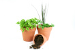 Herb Garden Photo