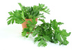 Parsley Photo