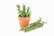 Rosemary Photo