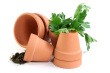 Herb Garden Photo