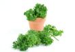 Parsley Photo