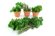 Herb Garden Photo