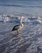 Pelican On The Beach Photo