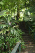Cairns Botanical Gardens Photo