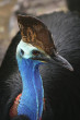 Cassowary Photo