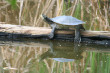 Turtle Photo