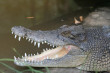 Crocodile Photo