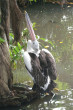 Pelican Photo