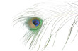 Peacock Feather Photo