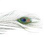 Peacock Feather Photo