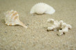 Shells Photo