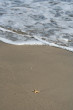 Starfish Photo