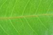 Plant Life Photo