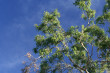 Gum Tree Photo