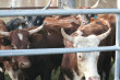 Cattle Photo