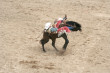 Rodeo Photo