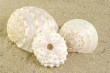 Shells Photo