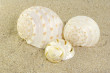 Shells Photo