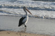 Pelican Photo