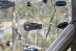 Electric Fence Photo