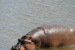 Hippopotumas Photo