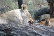 Lioness Photo