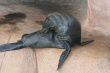 Seal Photo