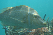 Tropical Fish Photo