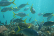 Tropical Fish Photo