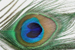 Peacock Feather Photo