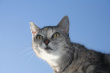 Cat Photo