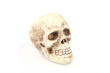 Skeleton Halloween Photo