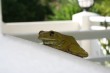 Green Tree Frog Photo